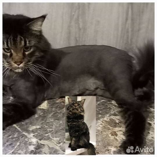 Стрижка кошек, возможно с выездом на дом