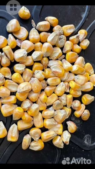 Кукуруза пшеница ячмень