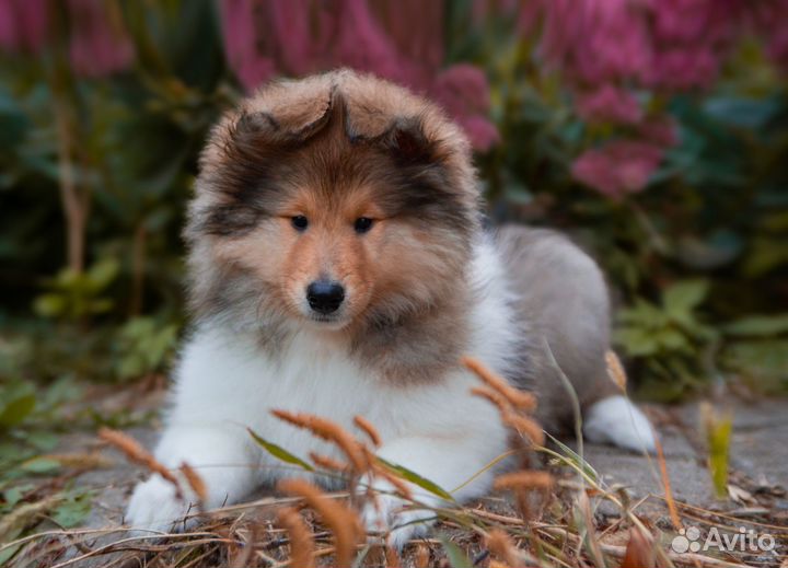 Девочка колли