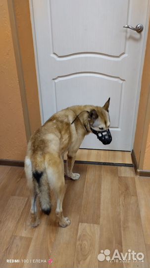 Собака в добрые руки