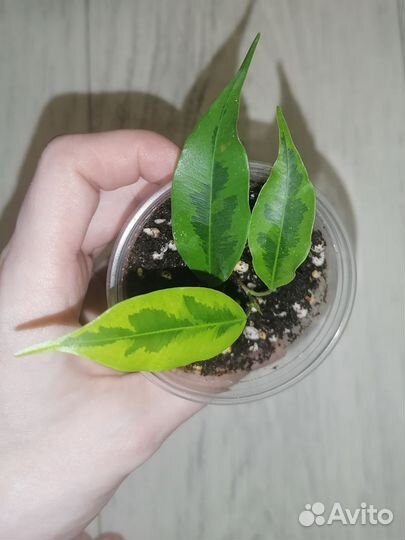 Сортовые фикусы