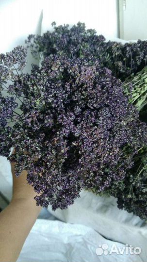 Душица сушеная