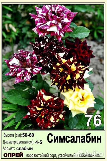 Саженцы оптом роз окс спб