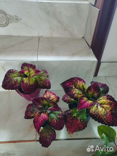 Колеус, дихонтра, петуния вегет. Грозовое небо