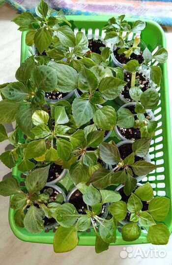 Бальзамины сортовые