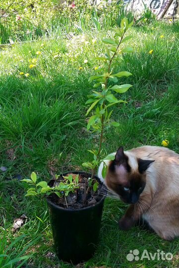 Айва японская