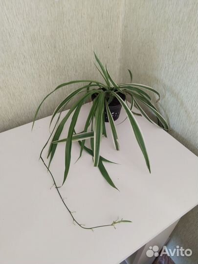 Комнатные растения