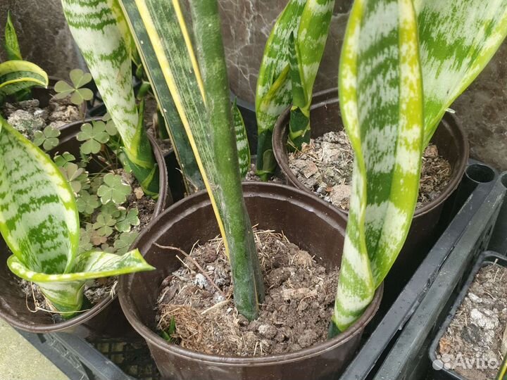 Сансевиерия Лауренти