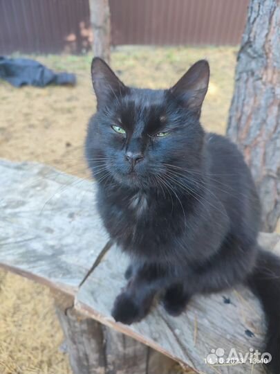 Кошка бесплатно