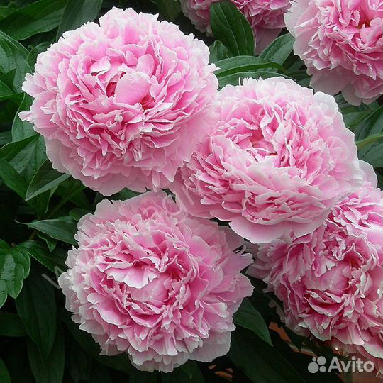 Пионы саженцы