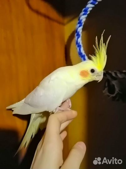 Попугай карелла птенцы