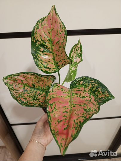 Сортовые аглаонемы 1