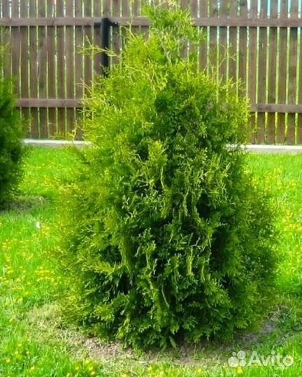 Туи Брабант,Даника,Вудварди