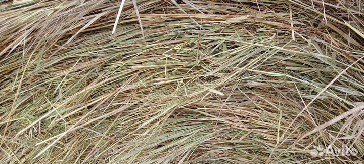 Продам сено в рулонах