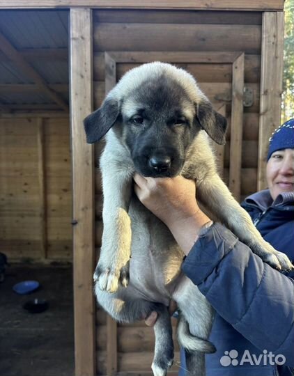 Турецкий кангал продам