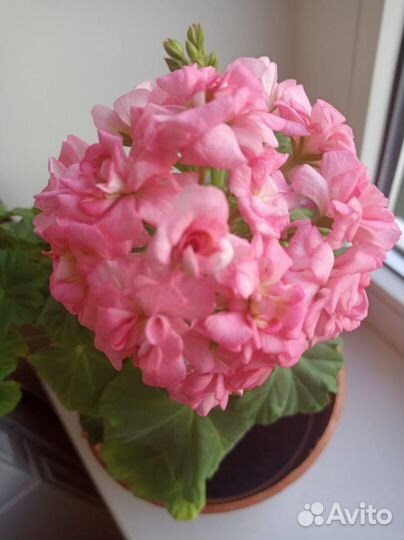 Пеларгония герань