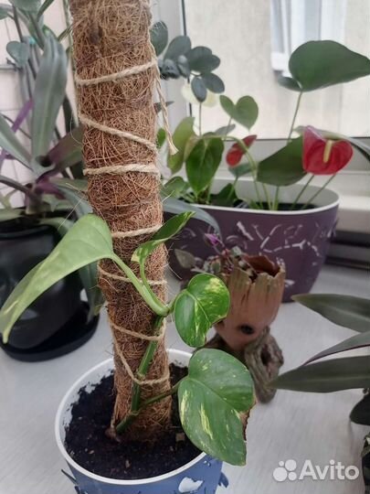 Сциндапсус золотистый