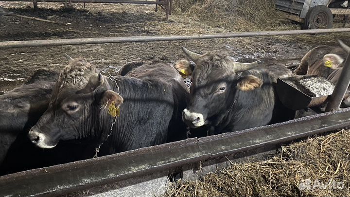 Коровы на мясо