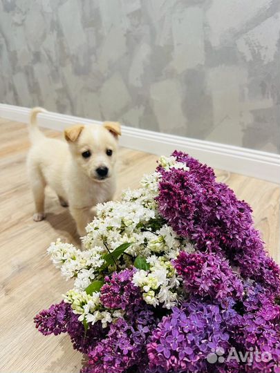 Щенок в добрые руки бесплатно