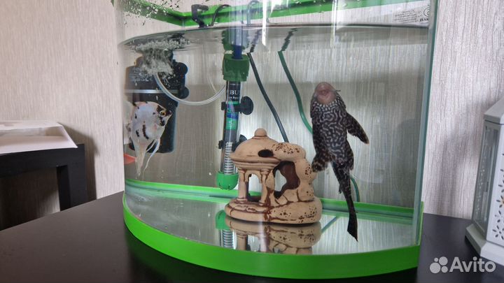 Аквариум aquael 25 л. С рыбками