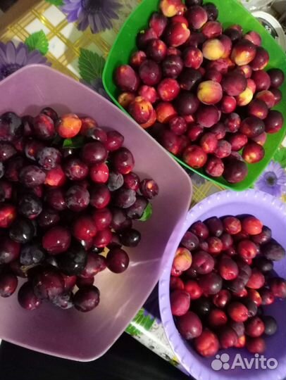 Саженцы слива