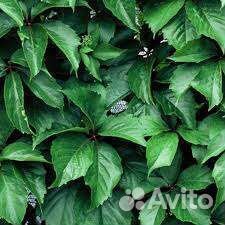 Девичий виноград