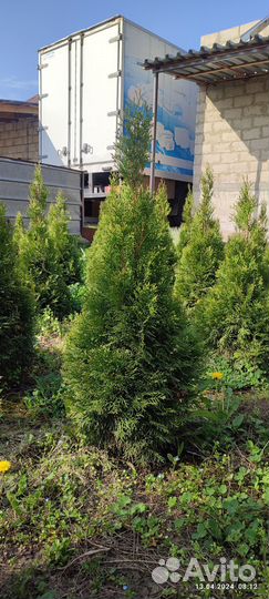 Туя Смарагд