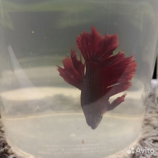 Аквариумные рыбки петушок
