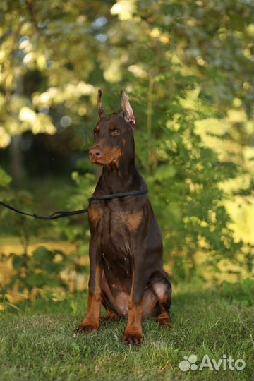 Щенкок добермана