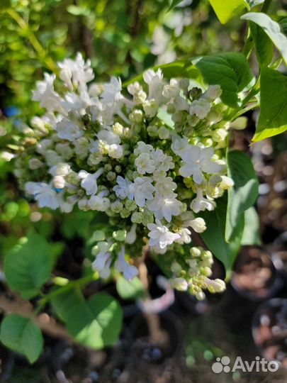 Сирень Красавица Москвы Примроуз Аукубафолия