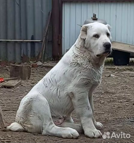 Щенки сао (Алабай)
