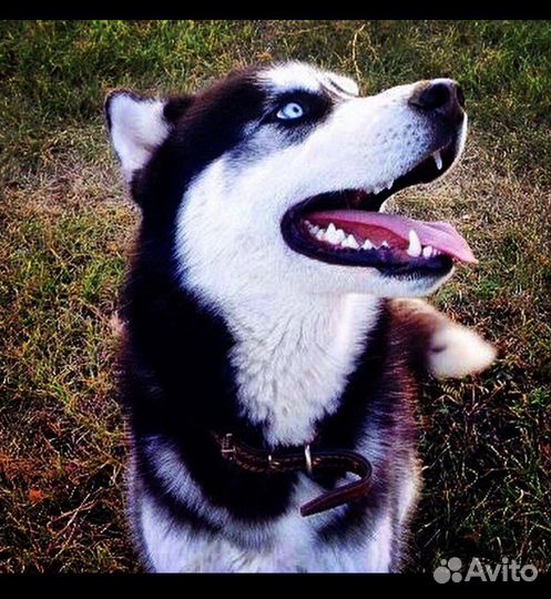 Собака Хаски, ищем невесту