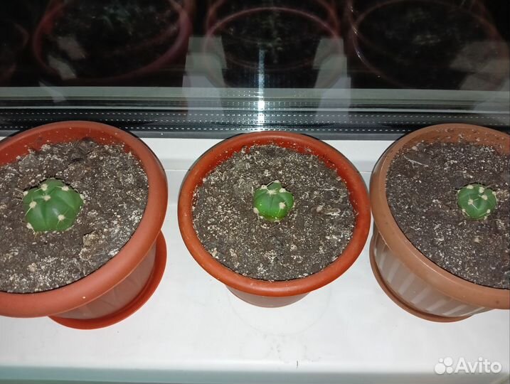 Кактус детки