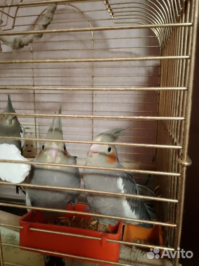 Пара попугаев корелла - нимфа с клеткой