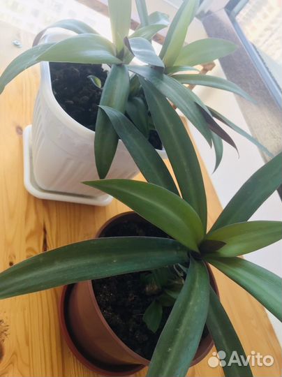 Традесканция разноцветная