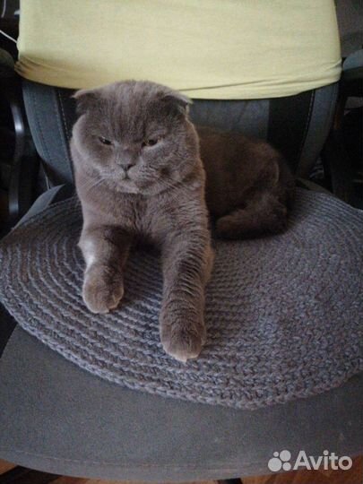 Вязка с котом