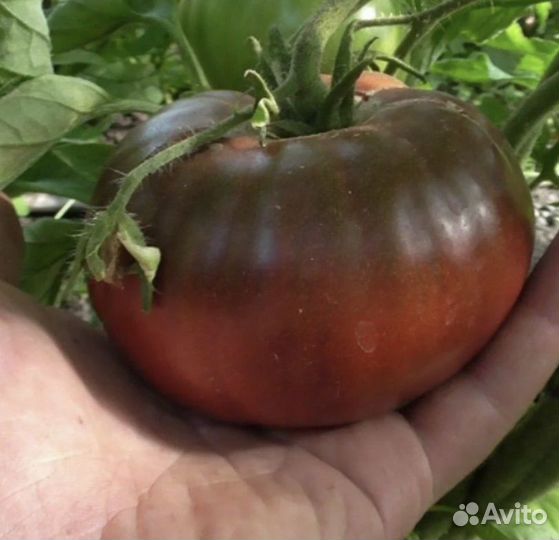 Помидор семена Черный русский