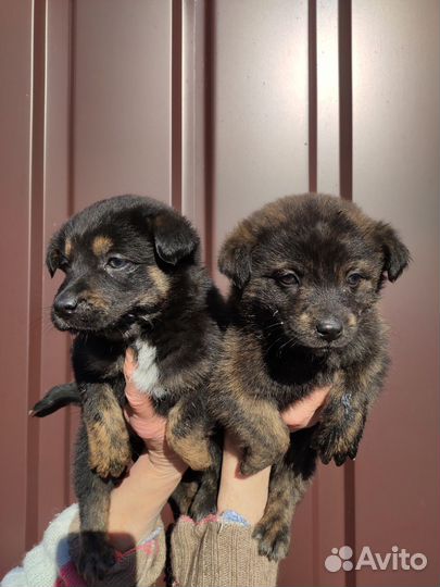 Щенки