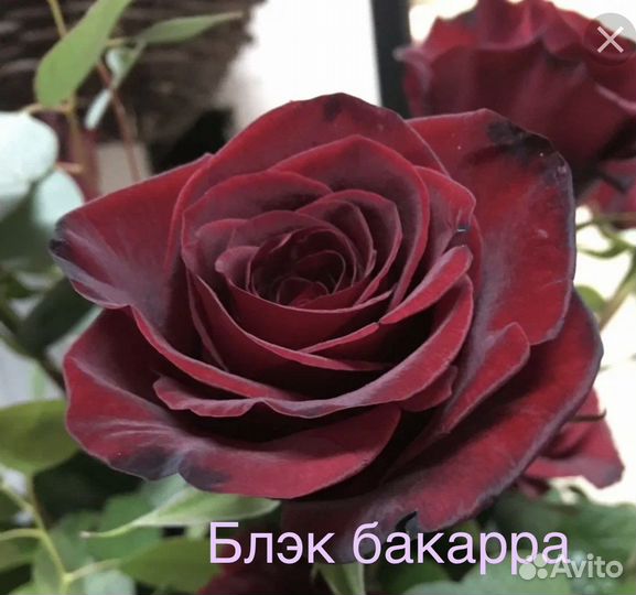 Саженцы роз собственнокорневые