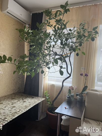 Лимонное дерево с плодами