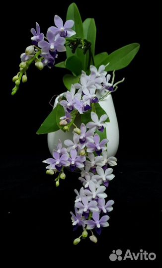 Орхидея фаленопсис Phal. Tzu Chiang Sapphire