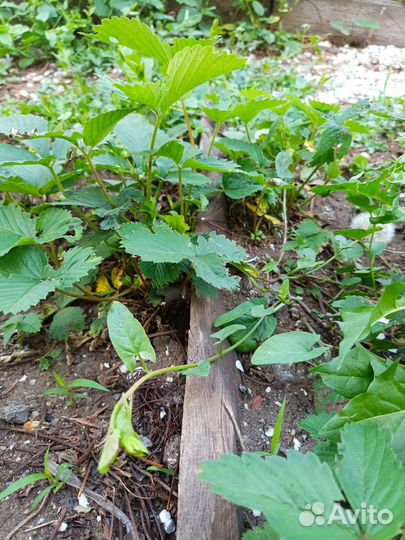 Рассада клубники