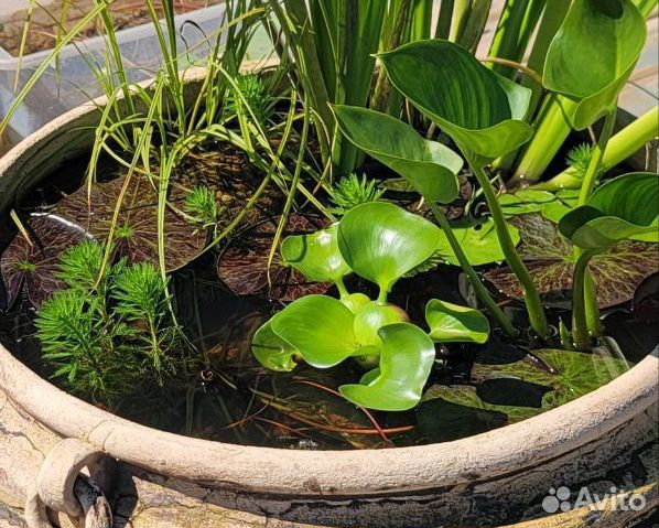 Растения для пруда, набор 