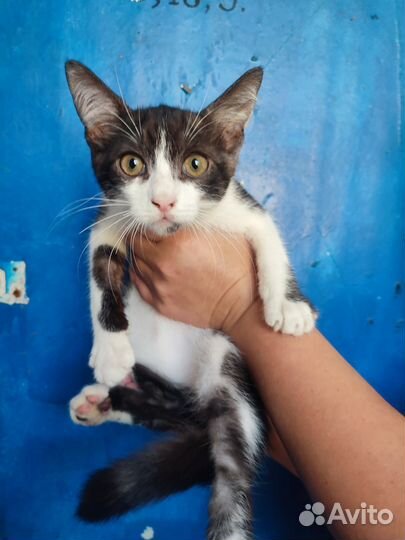 Мальчишка в добрые руки