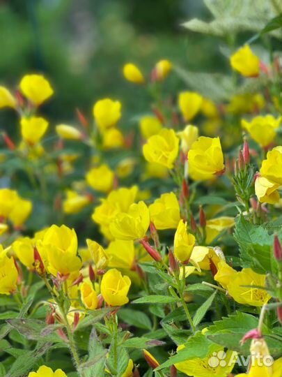 Энотера Жёлтая