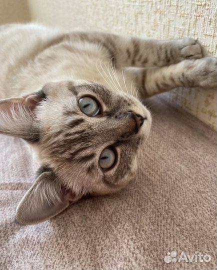 Вязка с шотландским прямоухим котом