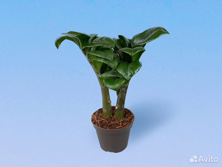 Замиокулкас Зензи 7/15