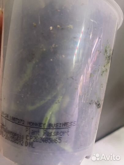 Орхидея фаленопсис