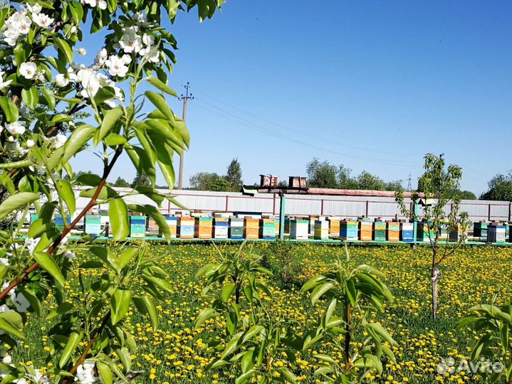 Воск пчелиный