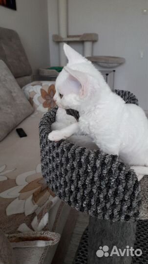 Котята Девон рекс девочки